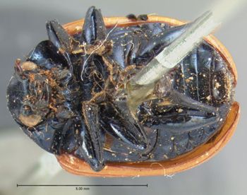 Media type: image; Entomology 17300   Aspect: habitus ventral view